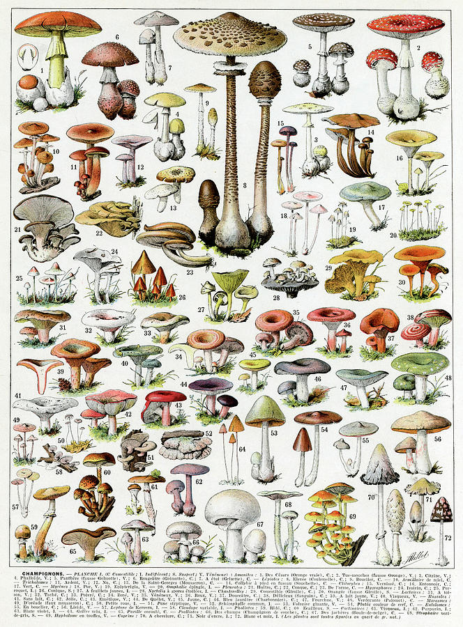 A Large Number Of Mushroom Varieties Drawing by Mary Evans Picture