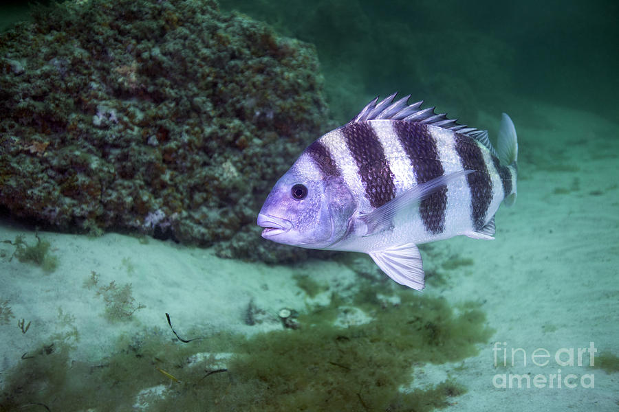 Fish Photograph - A Large Sheepshead Ruising The Bottom by Michael Wood