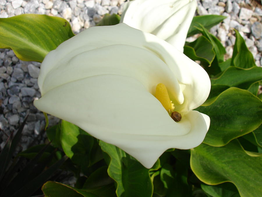 A Large Single White Calla Lily Flower Photograph by Taiche Acrylic Art
