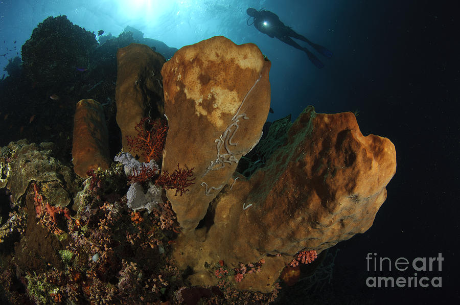 Nature Photograph - A Large Sponge With Diver by Steve Jones