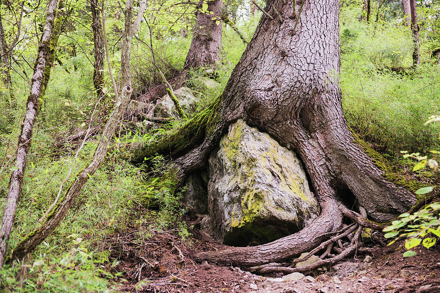A Large Trees Roots Grown Over A Large Photograph by Sergey Orlov / Design Pics