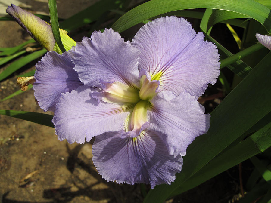 Iris Photograph - A Lavender Iris Flower by Tom Hefko Iris Photograph - A Lavender Iris Flower by Tom Hefko