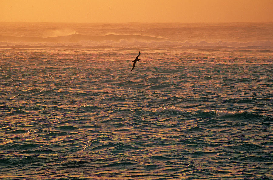 Albatross Photograph - A Laysan Albatross Flying by Stephen Gorman