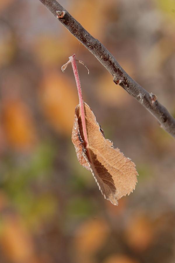 A Leaf Hanging on a Web Thread Photograph by Alexander Fedin