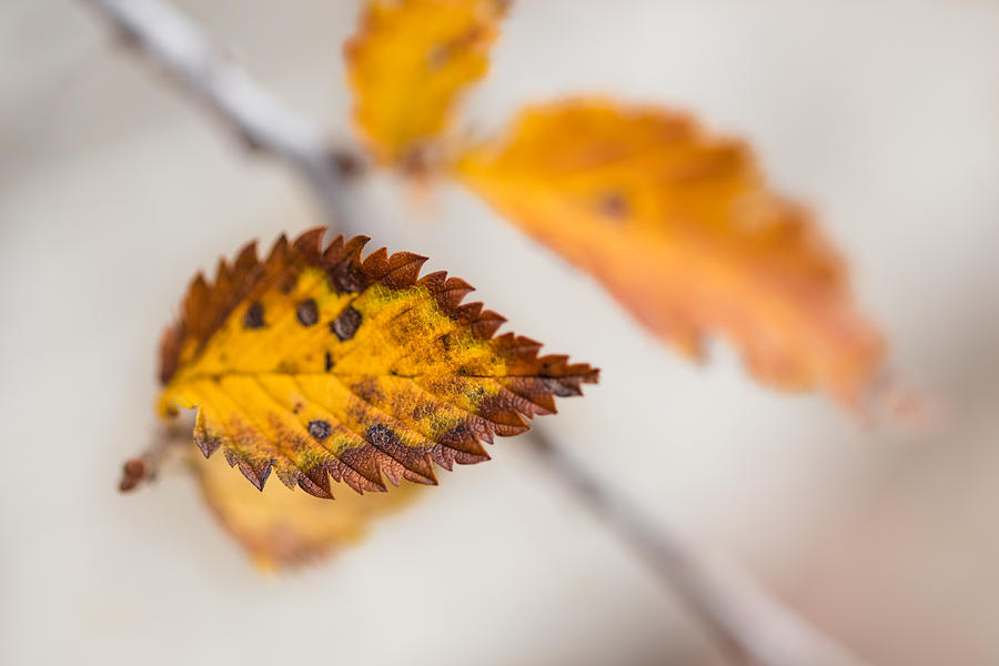 A Leaf Photograph by Jakub Sisak
