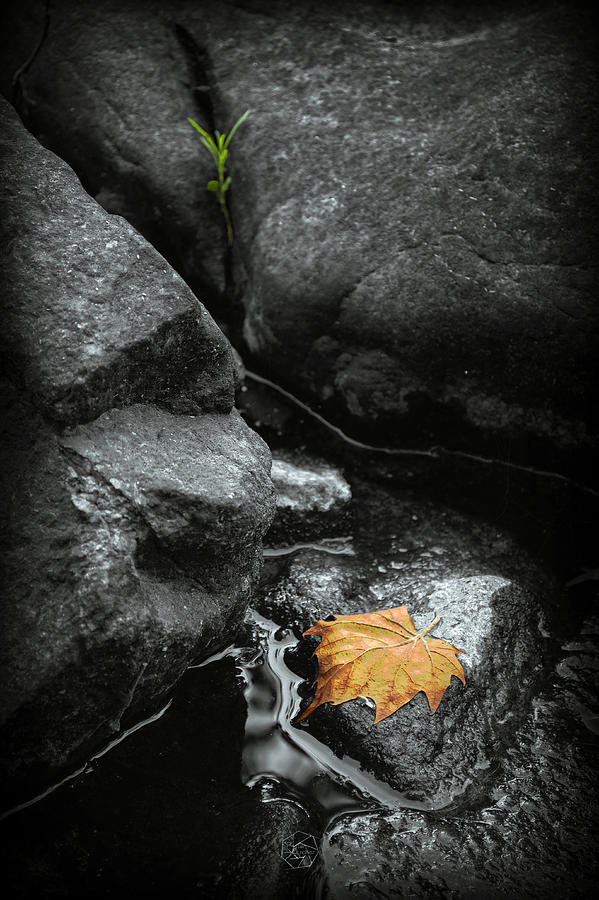 A Leaf On The Rocks Photograph