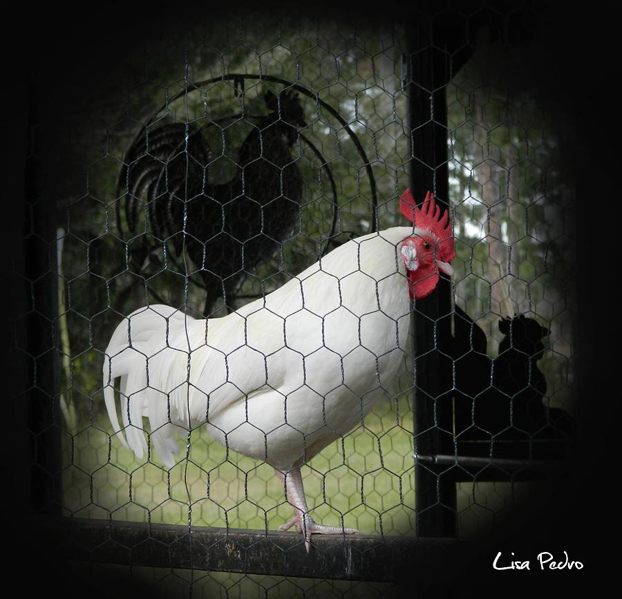 a Leghorn and His Shadows Photograph by George Pedro