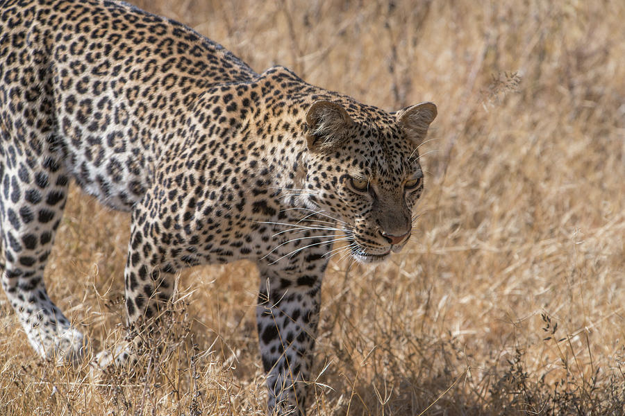 A Leopard, Panthera Pardus Photograph by Tom Murphy