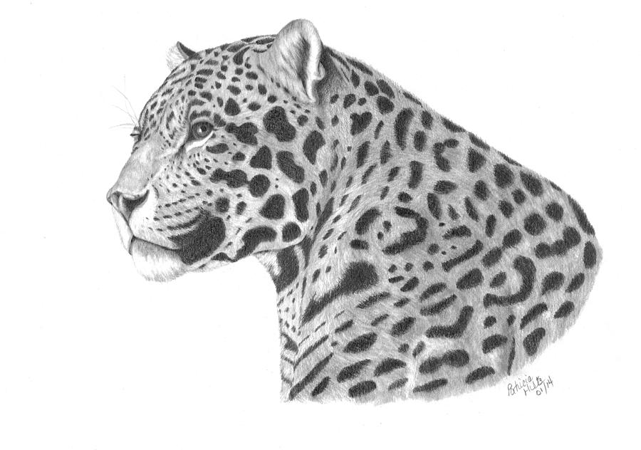 Leopard Drawing - A Leopards Watchful Eye by Patricia Hiltz