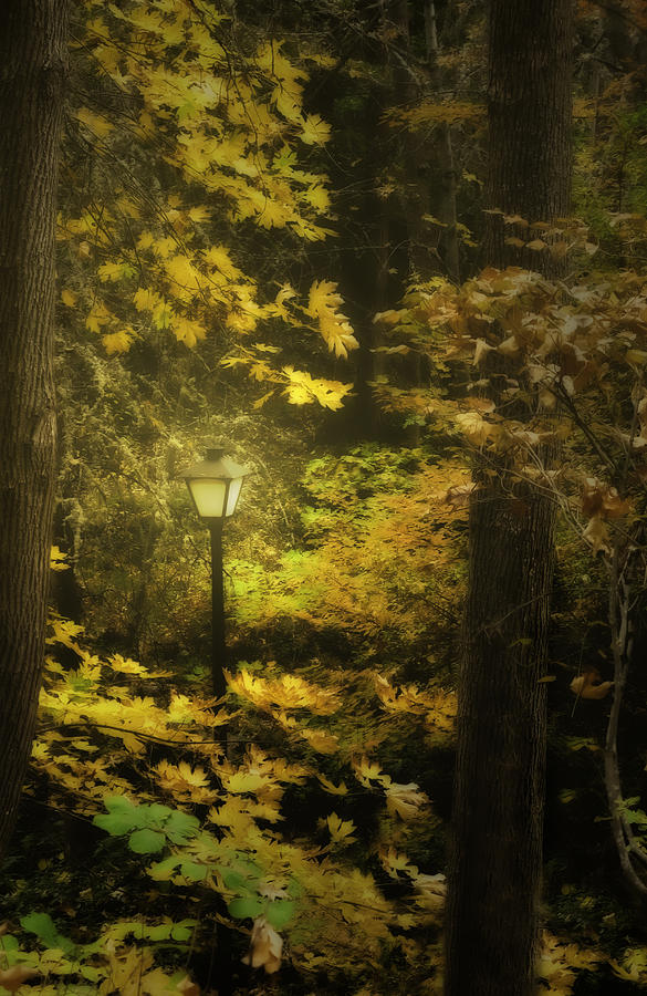 A Light In the Autumnal Forest Photograph by Diane Schuster