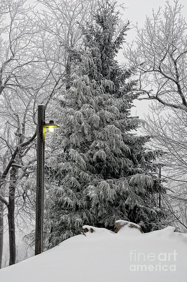 Winter Photograph - A Light Snow by Lois Bryan