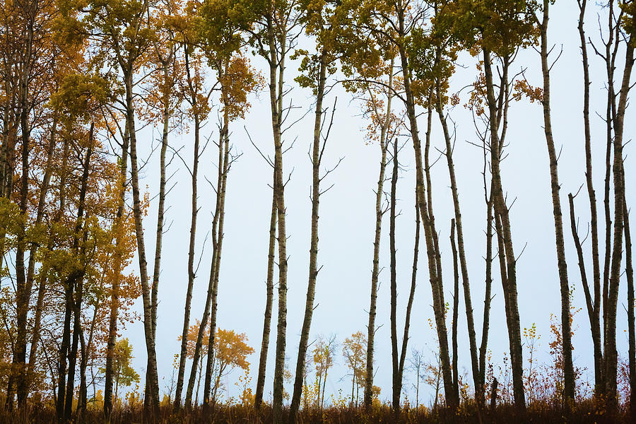 A Line Of Aspen Trees Silhouetted Photograph by Joel Koop / Design Pics