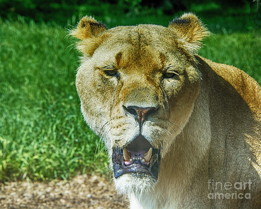 A Lioness Portrait Photograph by Chris Thaxter