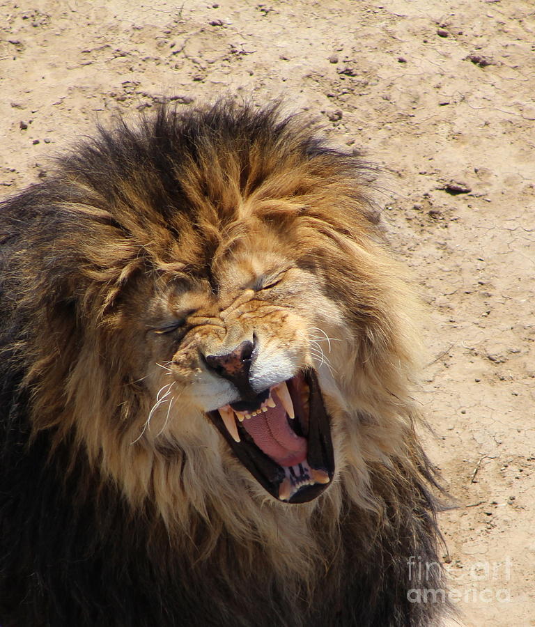 A Lions Roar Photograph