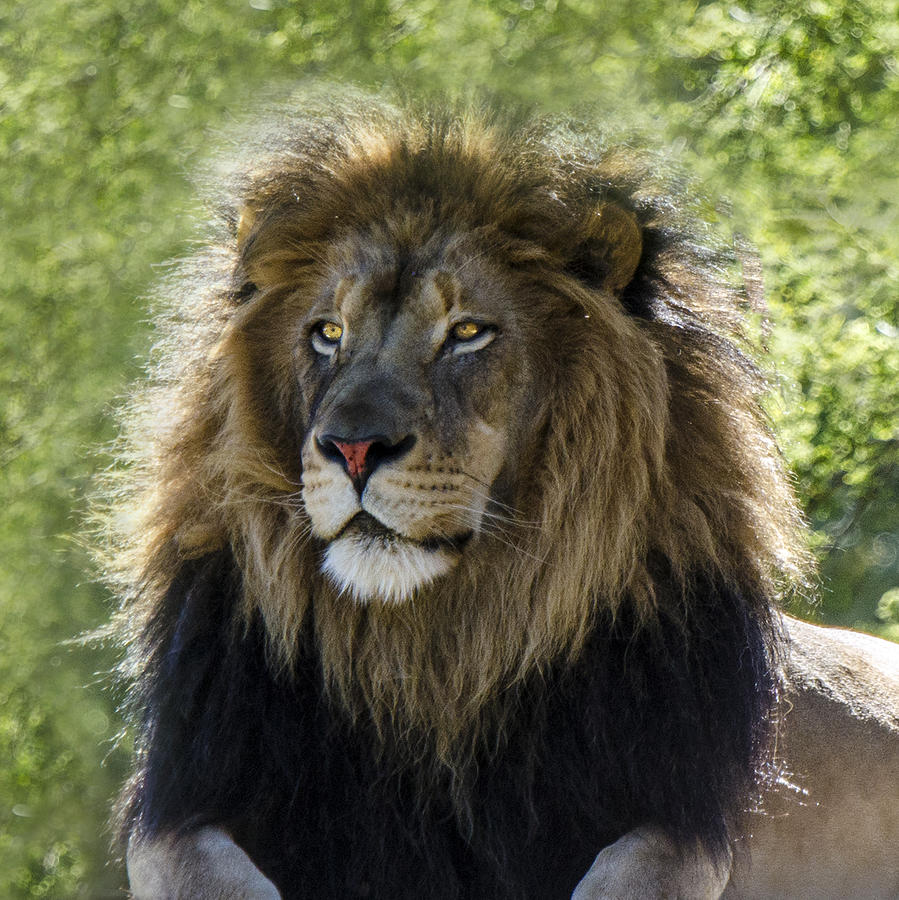 A Lions Thoughts Photograph by William Bitman