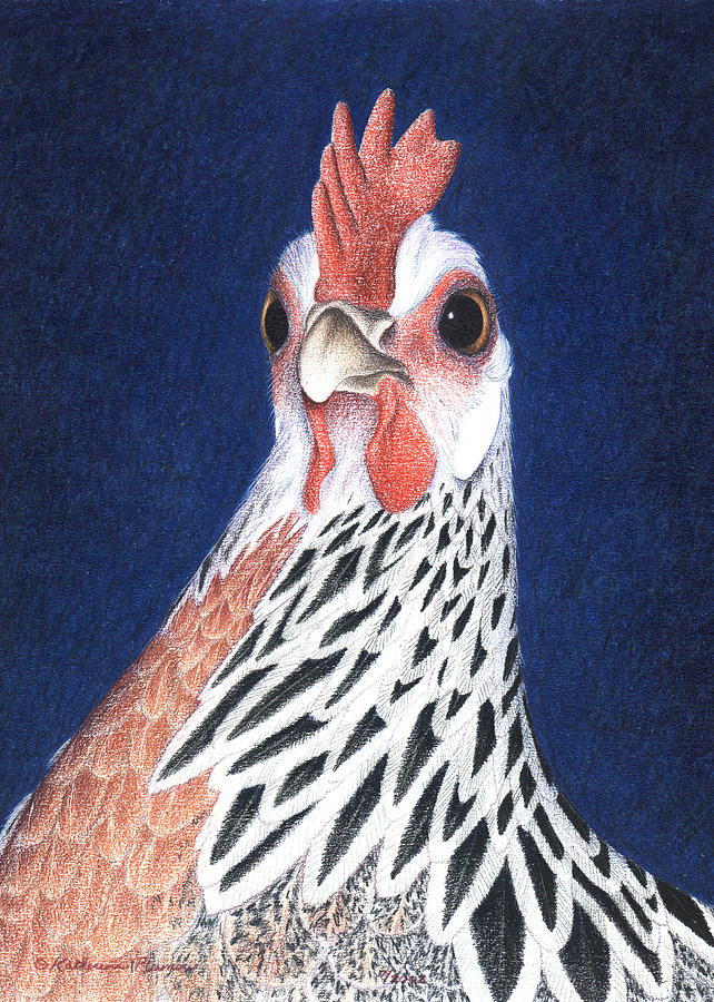 Chicken Drawing - A Little Arrogant by Katherine Plumer