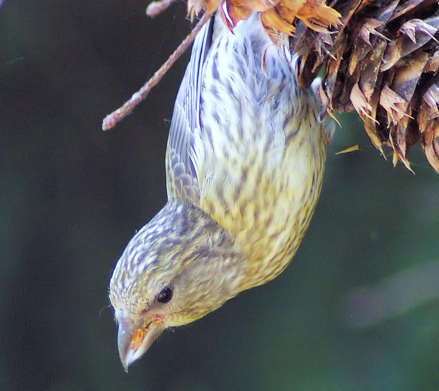 Bird Photograph - A Little Bird Eating Pine Cone Seeds  by Jeff Swan