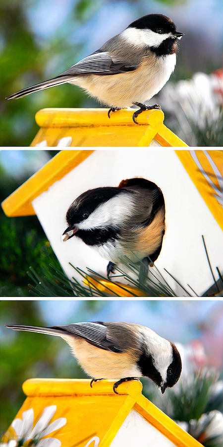 Chickadees Triptych Mixed Media by Christina Rollo