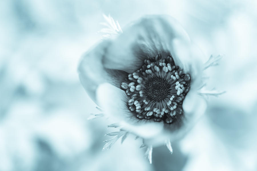 Anemone Photograph - A Little Bit Blue by Caitlyn  Grasso