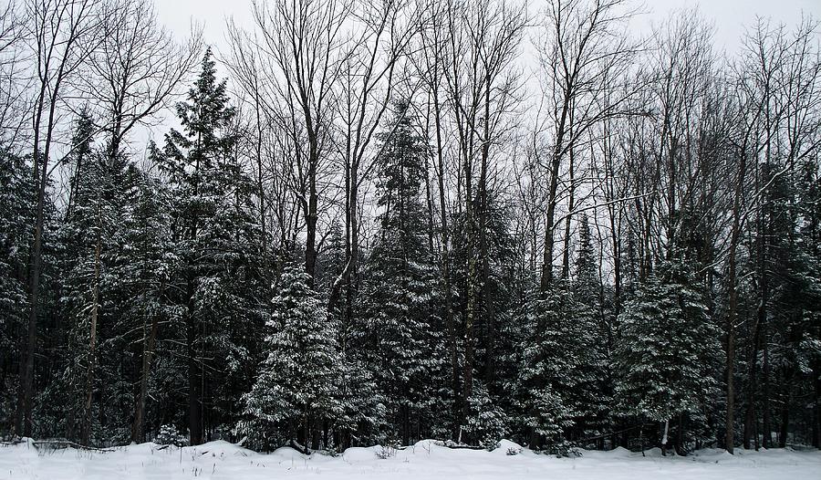 A Little Bit Of Snow Photograph by Joy Nichols