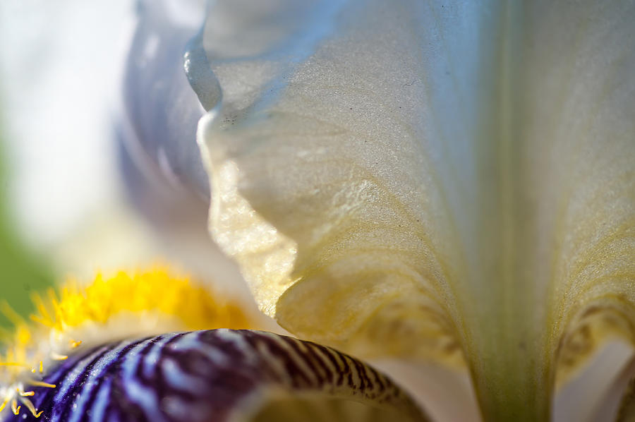 A Little Bit Sun. Macro Iris Series Photograph by Jenny Rainbow