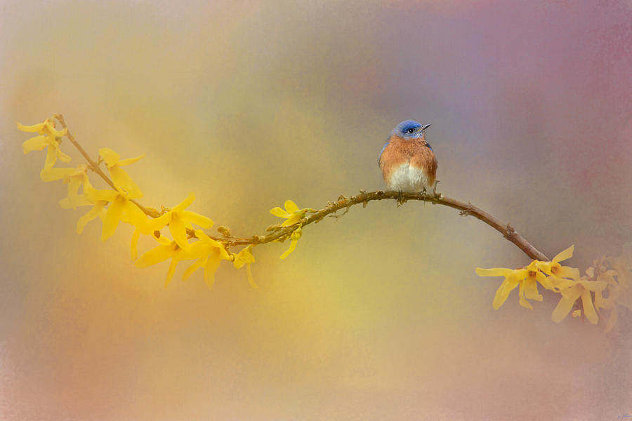 Bird Photograph - A Little Blue In The Garden by Jai Johnson