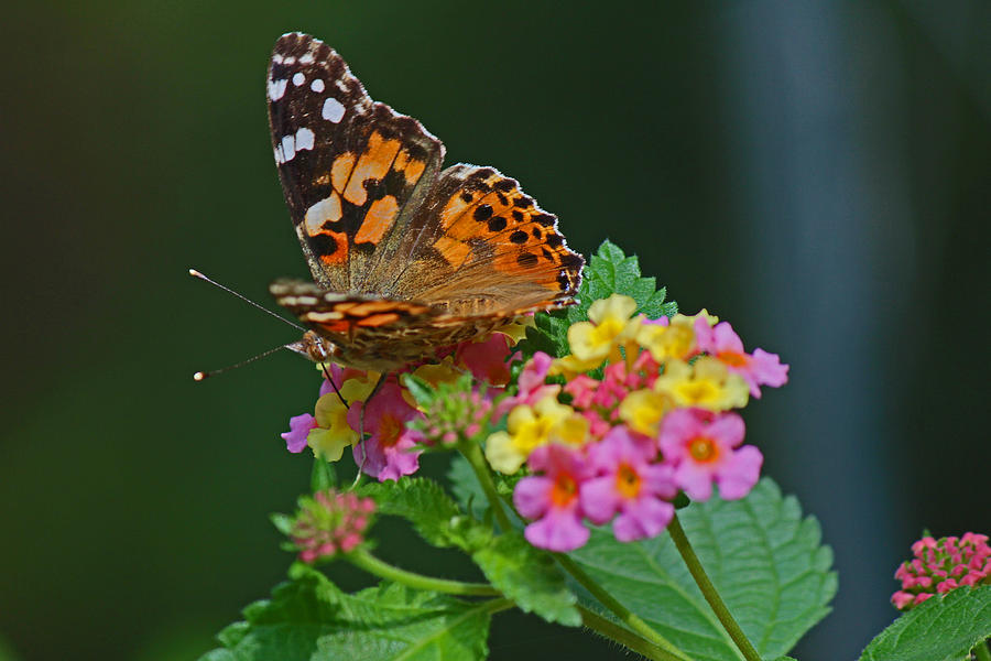 Butterfly Photograph - A little Brown Butterfly by Sandra Clark