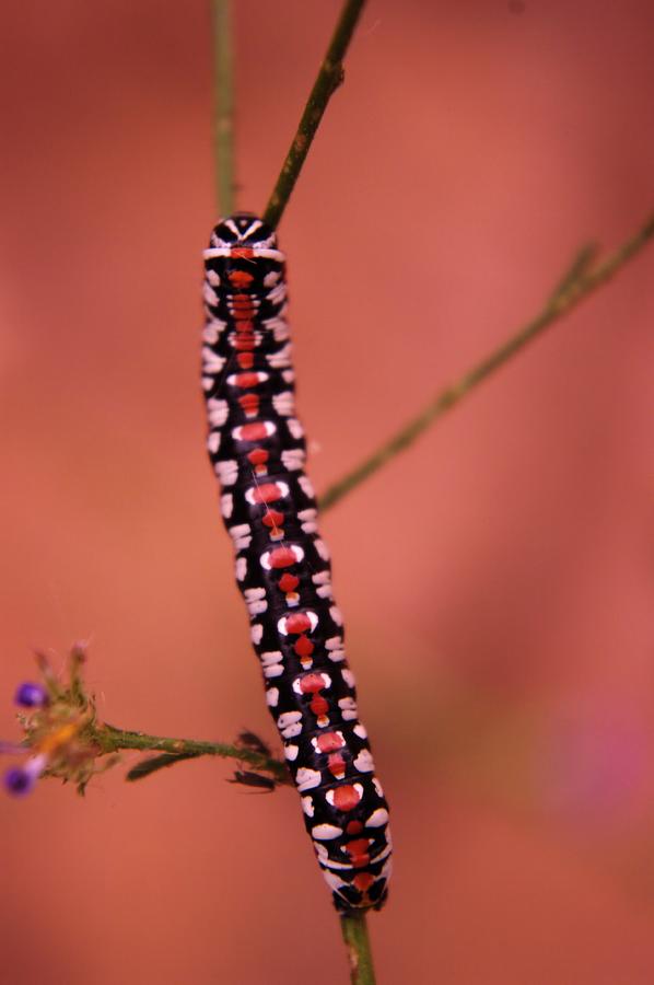 Insects Photograph - A Little Caterpillar by Jeff Swan
