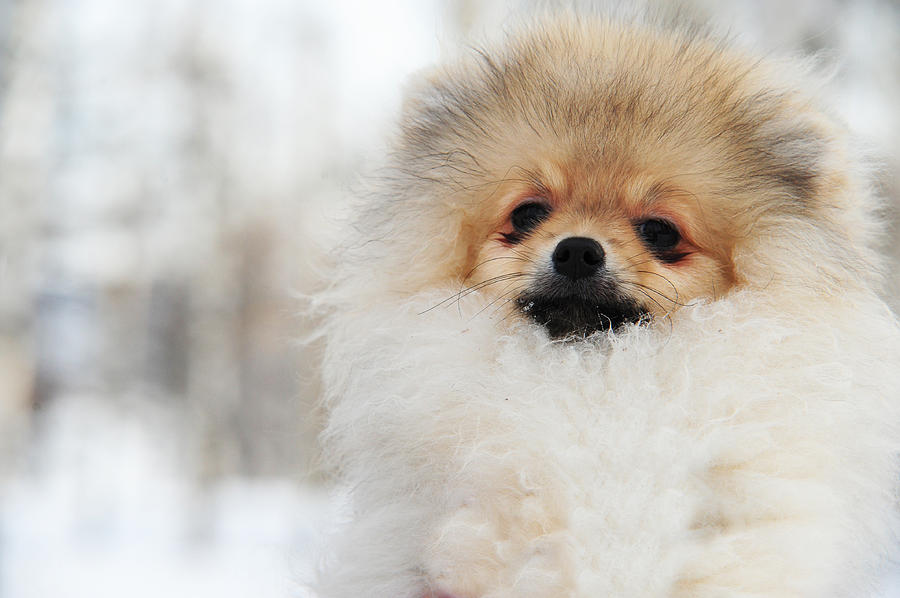 Dog Photograph - A Little Cutie by Jenny Rainbow