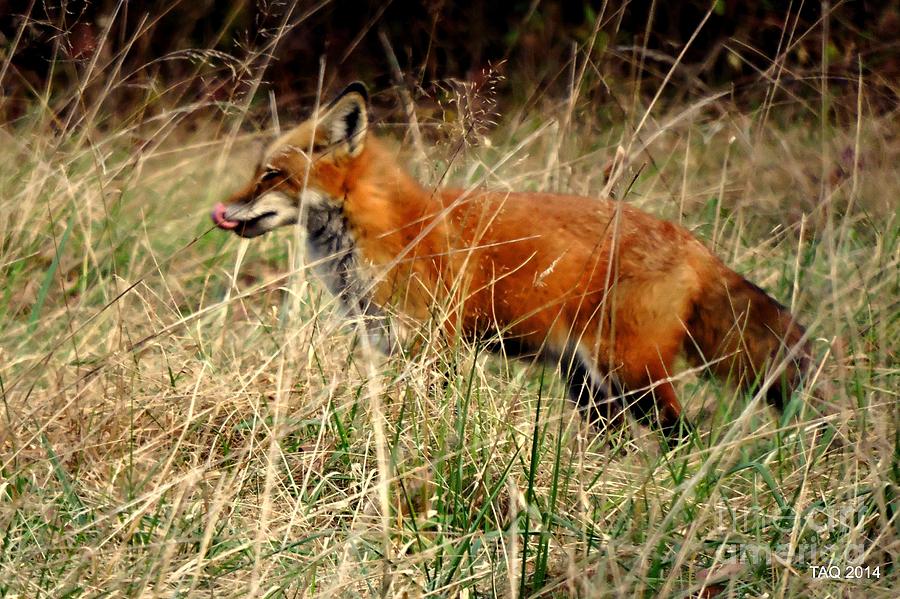 A Little Foxy Photograph by Tami Quigley
