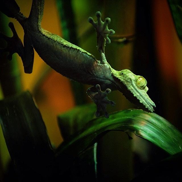 A Little Gecko At The Zoo Photograph by Diana Daley
