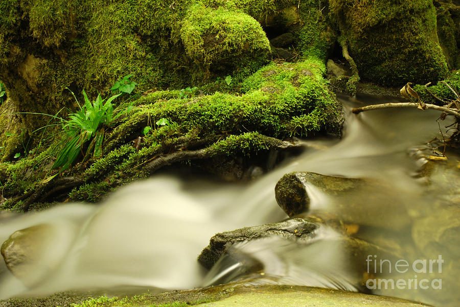 Nature Photograph - A little Green Waterfall by Marta Kochno