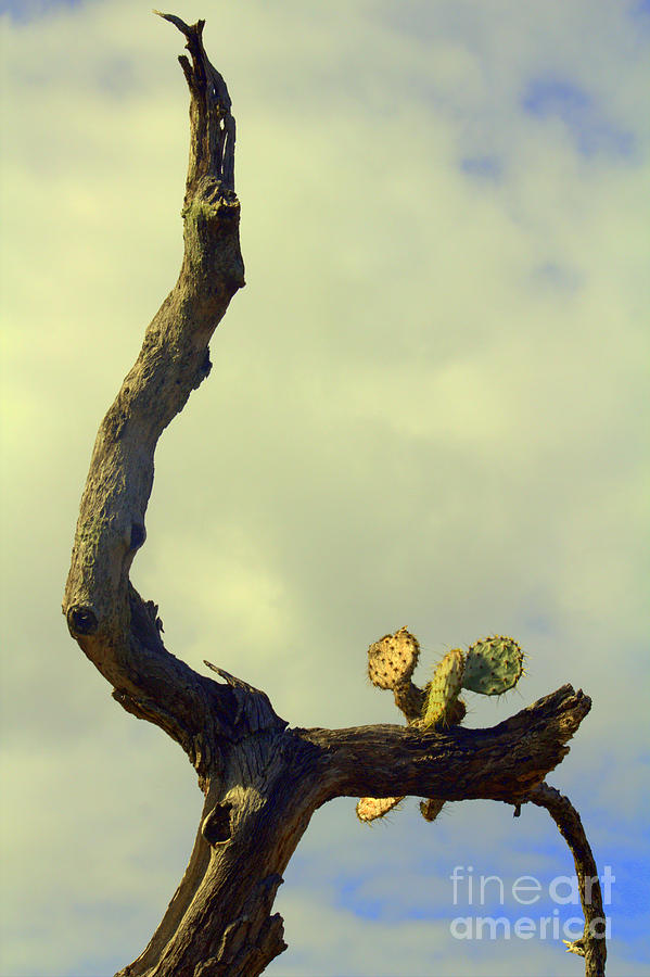 Tree Photograph - A Little Help From My Friend by Joe Pratt