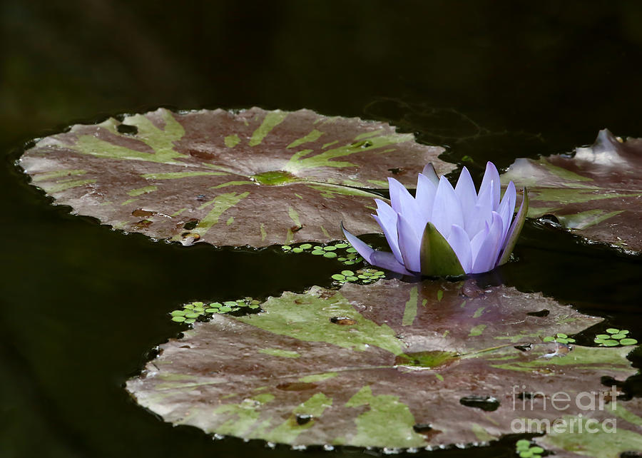 A Little Lavendar Water Lily Photograph by Sabrina L Ryan