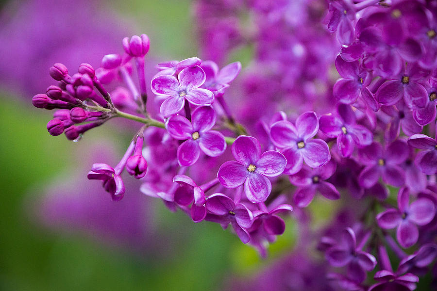 A Little Lavender Photograph by Bill Pevlor