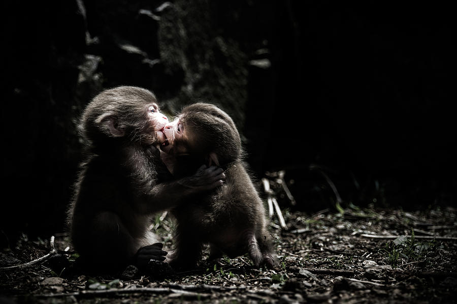 Wildlife Photograph - A Little Love Story by Takeshi Marumoto