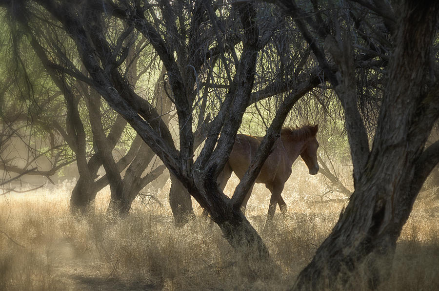 Horse Photograph - A Little Morning Magic  by Saija Lehtonen