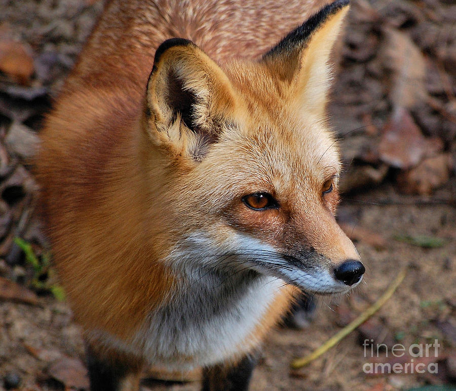 A Little Red Fox Photograph by Kathy Baccari