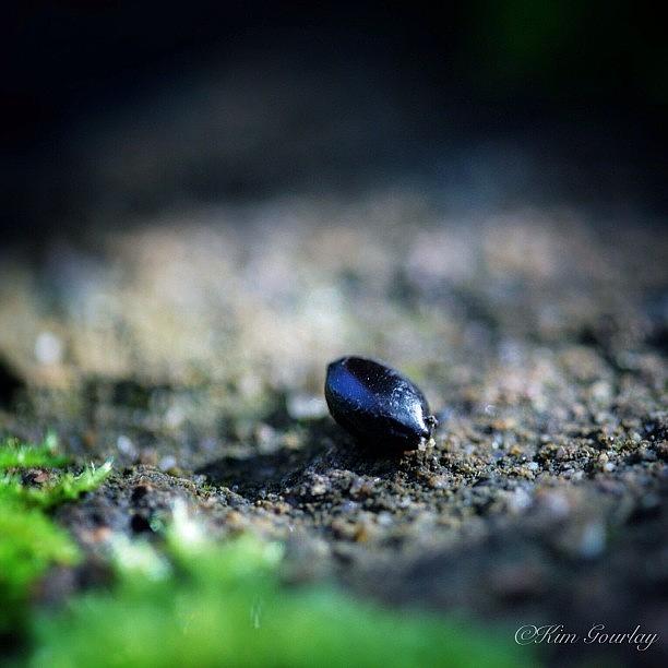 A Little Seed In The Moss Photograph by Kim Gourlay