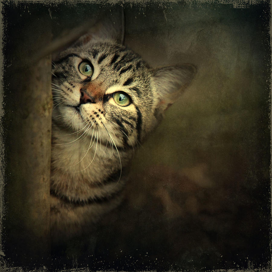 A Little Shy by Annie Snel A Little Shy by Annie Snel