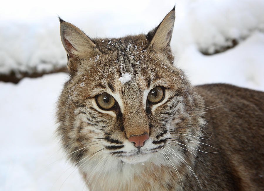 A Little Snow on the Bobcat Photograph by Duane Cross