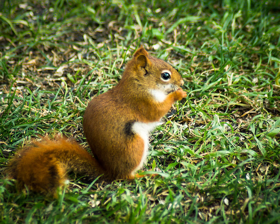 A Little Squirrelly Photograph by Bill Pevlor