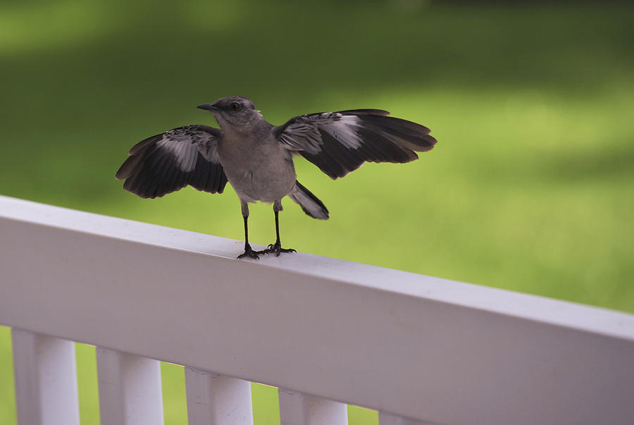 A little Visitor Northern Mockingbird Photograph by Terry DeLuco