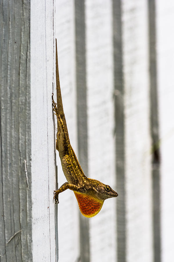 A Lizard on a Fence Photograph by Ed Gleichman