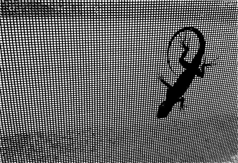 A Lizard On My Window Screen Photograph