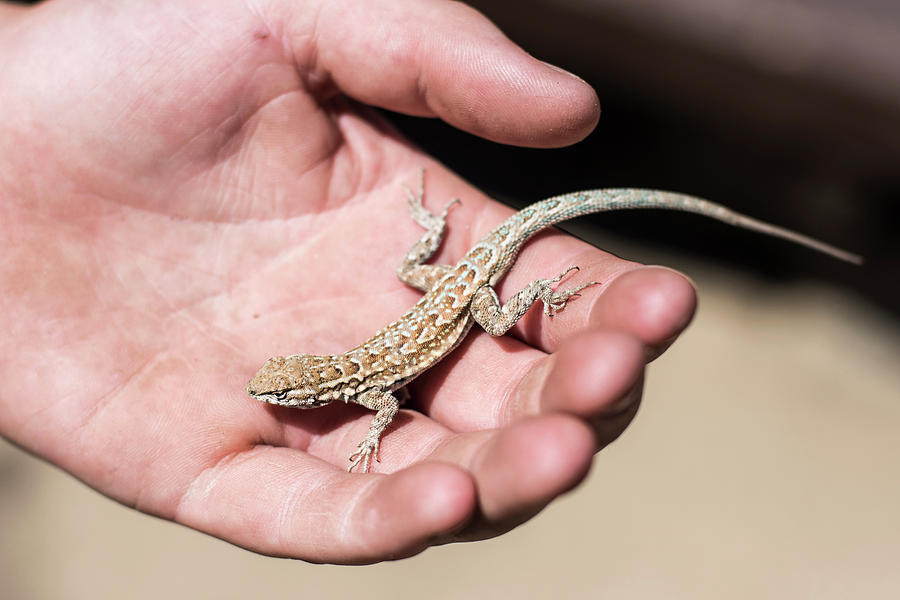 Bakersfield Photograph - A Lizard Sits On A Hand by David Zentz