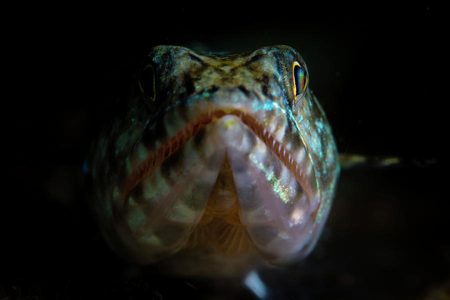 A Lizardfish Waits For Prey To Swim Photograph by Ethan Daniels