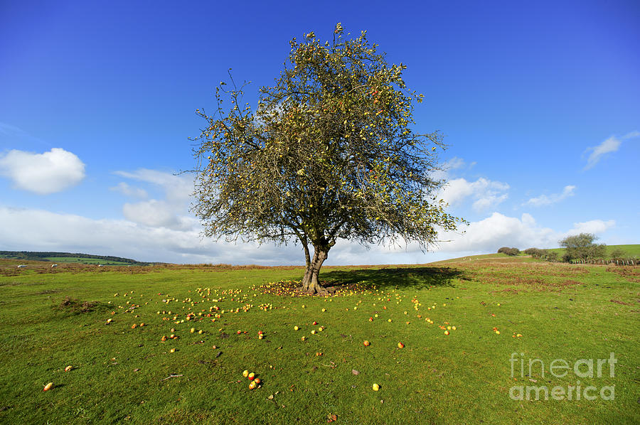 A lone apple tree Photograph by J Hayward