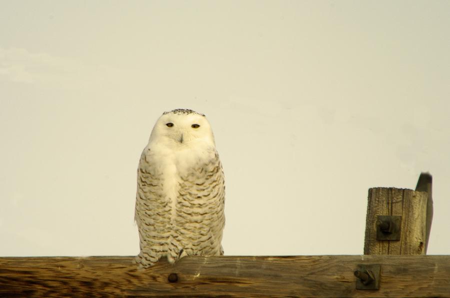 A Lone Artic Owl Photograph by Jeff Swan