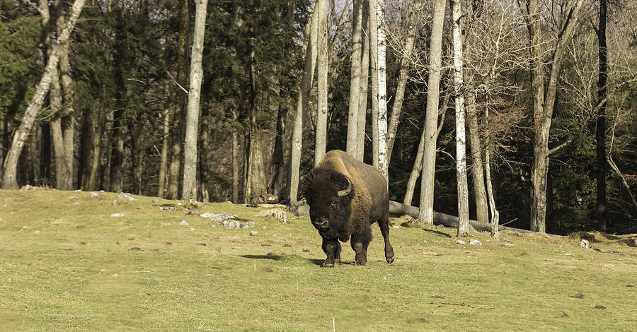 A lone buffalo Photograph by Josef Pittner